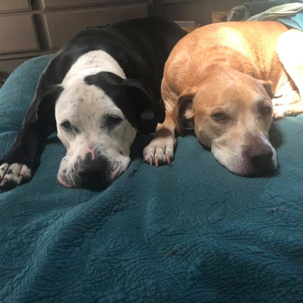 Meet your Posher, Janet